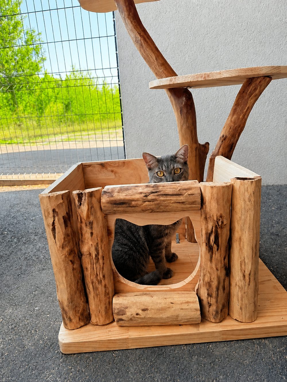 Cabane en rondins avec un chat curieux