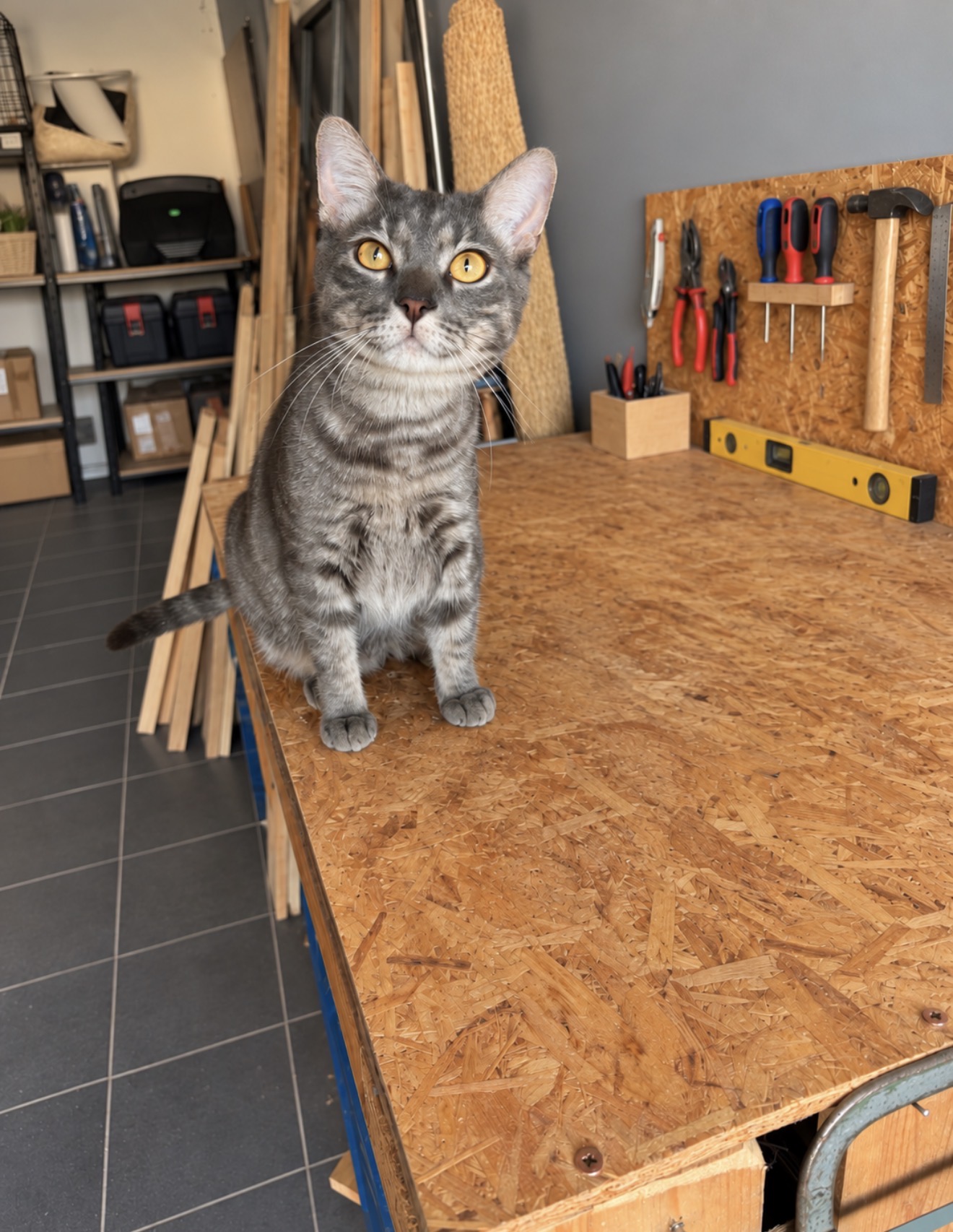 Chat gris dans l'atelier La Maison de Nës, posé sur l'établi avec les outils en fond